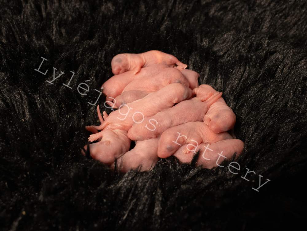 Fancy rat Pet only Rattus norvegicus 