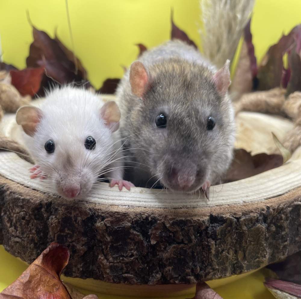 Fancy rat Pet only Rattus norvegicus 