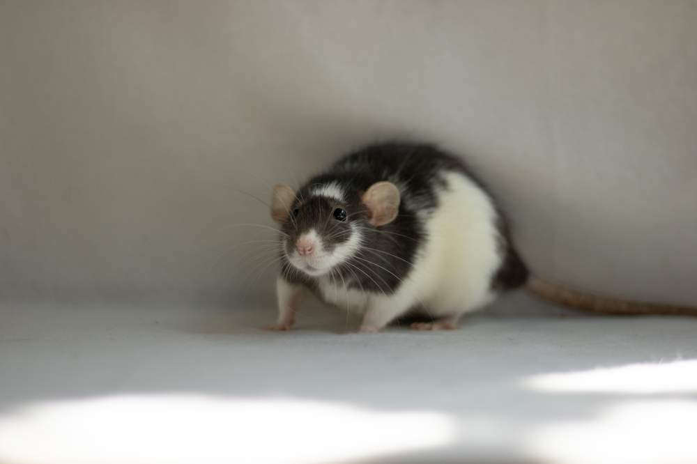 Fancy rat Retired Rattus norvegicus 
