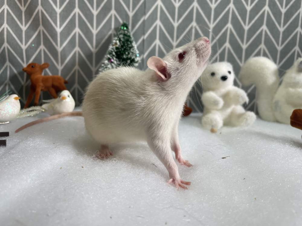 Fancy rat Pet only Rattus norvegicus 