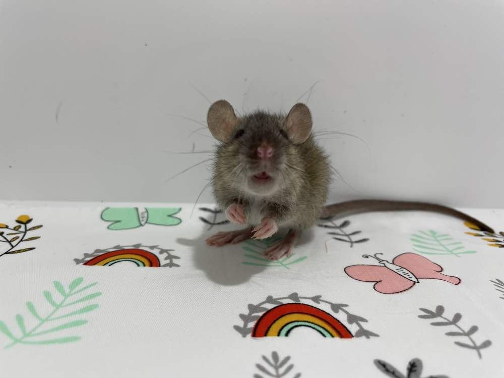 Fancy rat Breeder Rattus norvegicus 