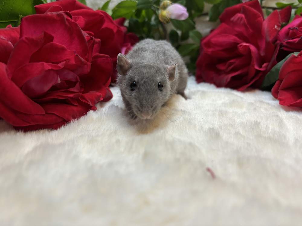 Fancy rat Show animal Rattus norvegicus 