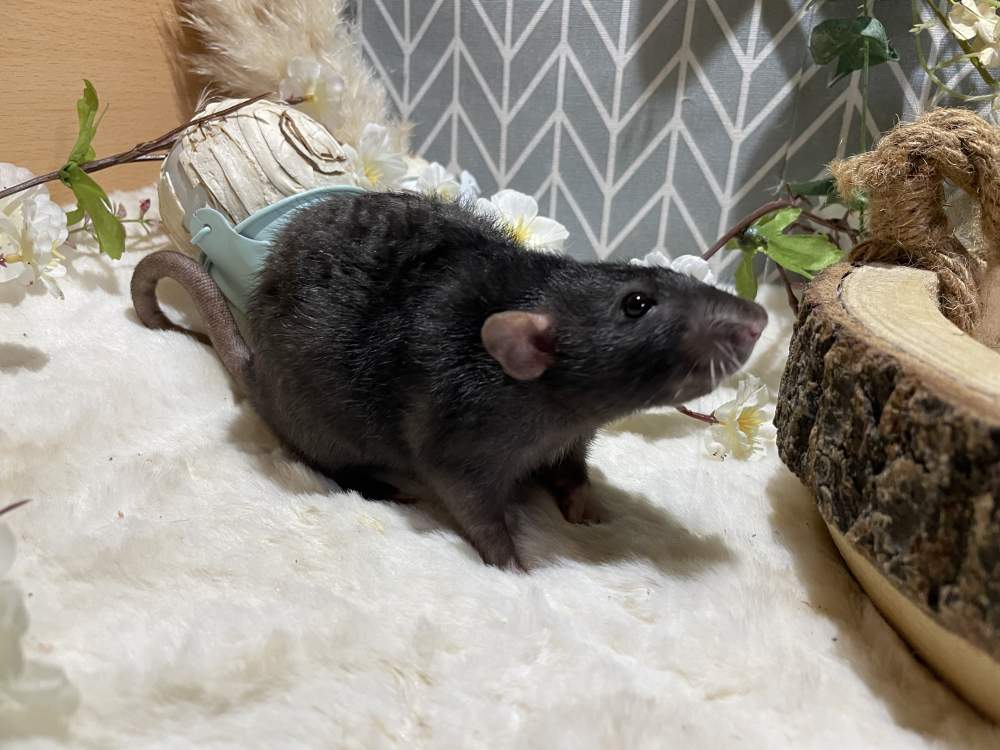 Fancy rat Owned by other Rattus norvegicus 