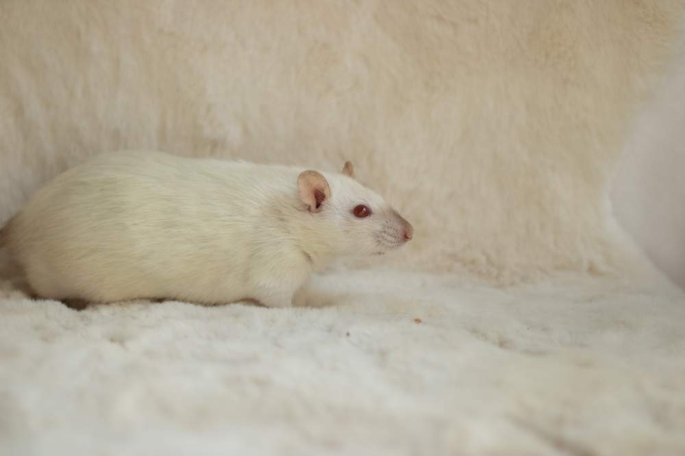 Fancy rat Breeder Rattus norvegicus 