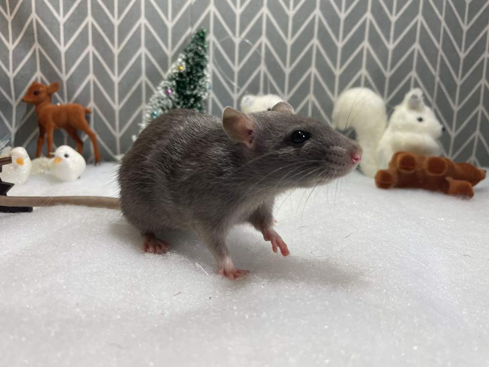 Fancy rat Pet only Rattus norvegicus 