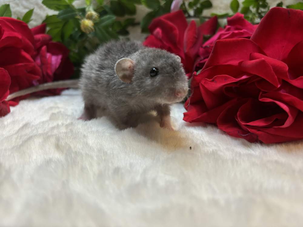 Fancy rat Breeder Rattus norvegicus 