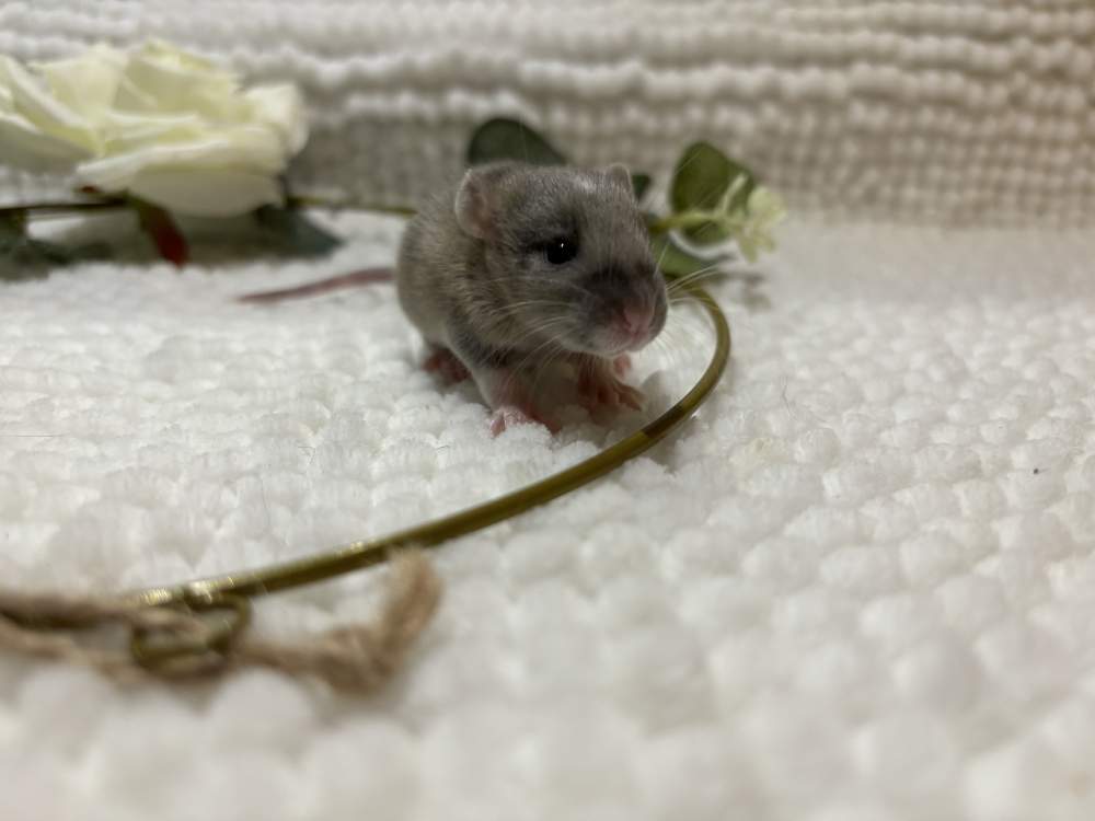 Fancy rat Pet only Rattus norvegicus 