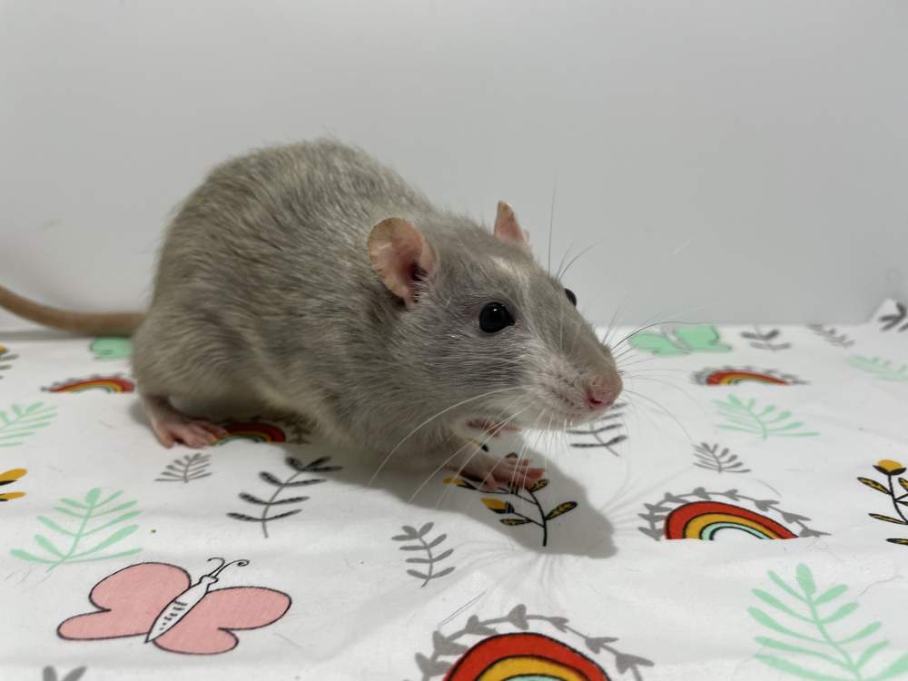 Fancy rat Breeder Rattus norvegicus 