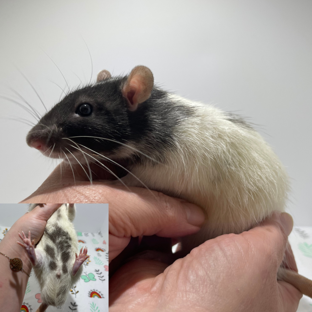 Fancy rat Breeder Rattus norvegicus 