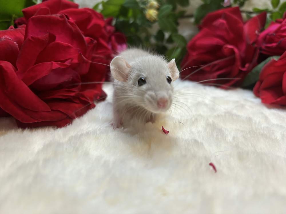 Fancy rat Available for rehoming Rattus norvegicus 