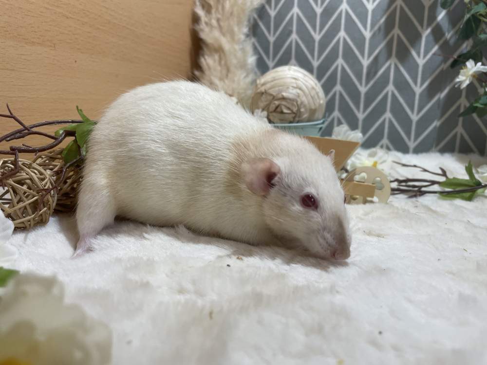 Fancy rat Retired Rattus norvegicus 