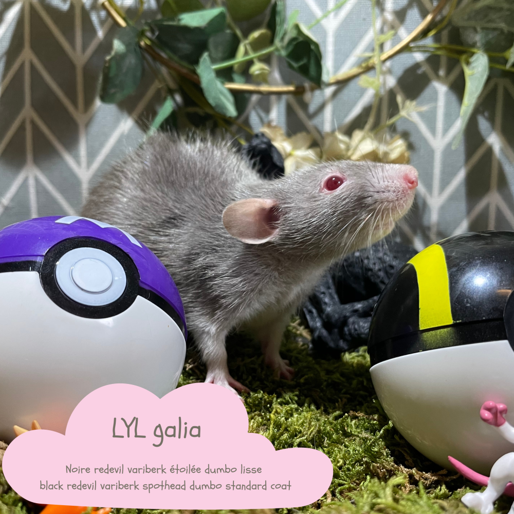 Fancy rat Pet only Rattus norvegicus 