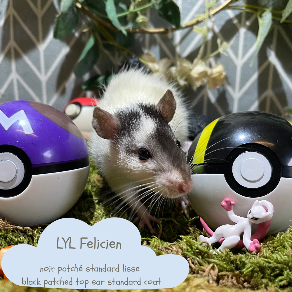 Fancy rat Available for rehoming Rattus norvegicus 