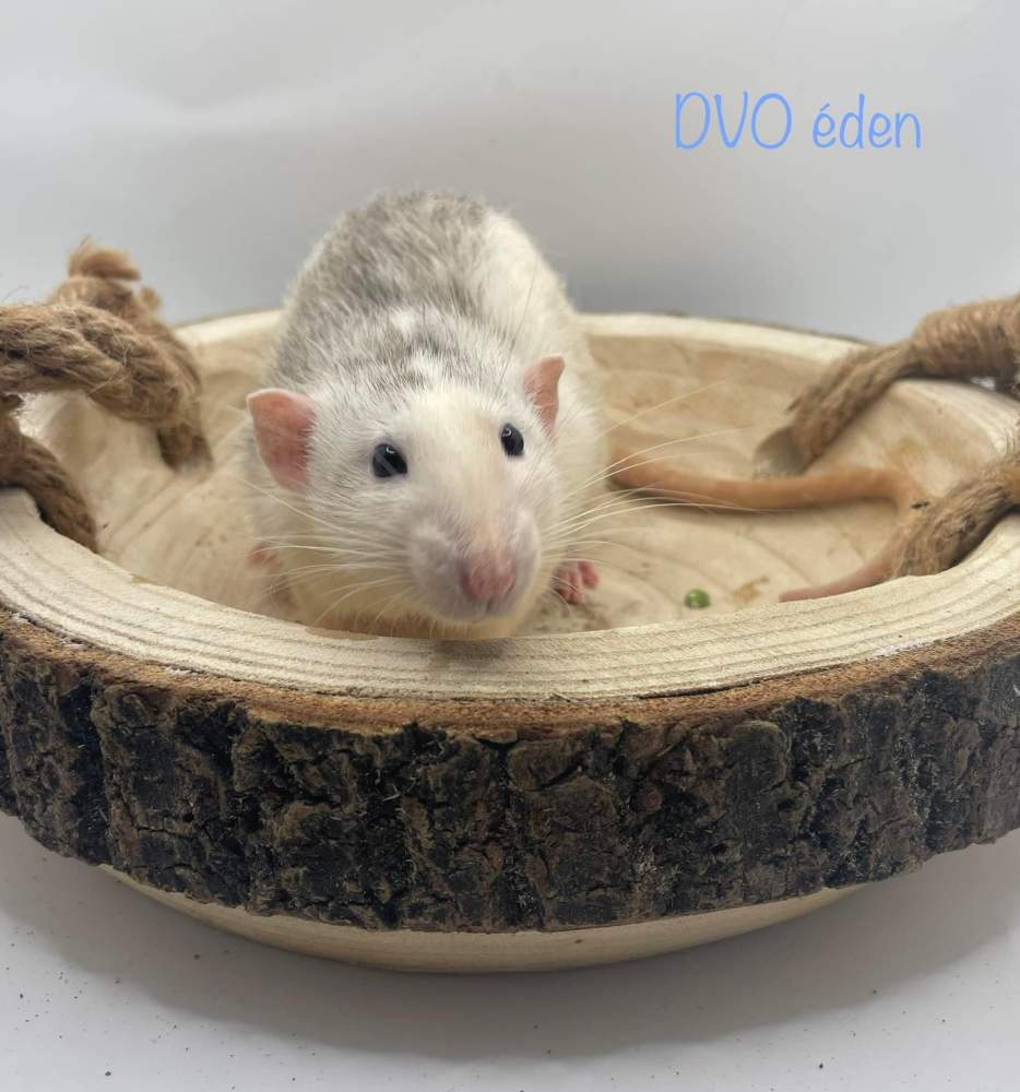 Fancy rat Deceased Rattus norvegicus 