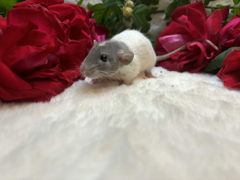 Fancy rat Available for rehoming Rattus norvegicus 