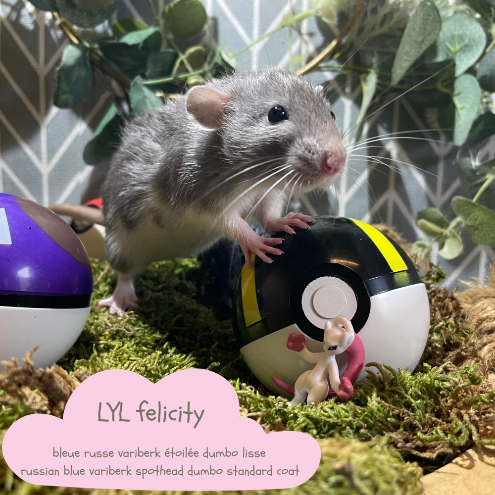 Fancy rat Available for rehoming Rattus norvegicus 