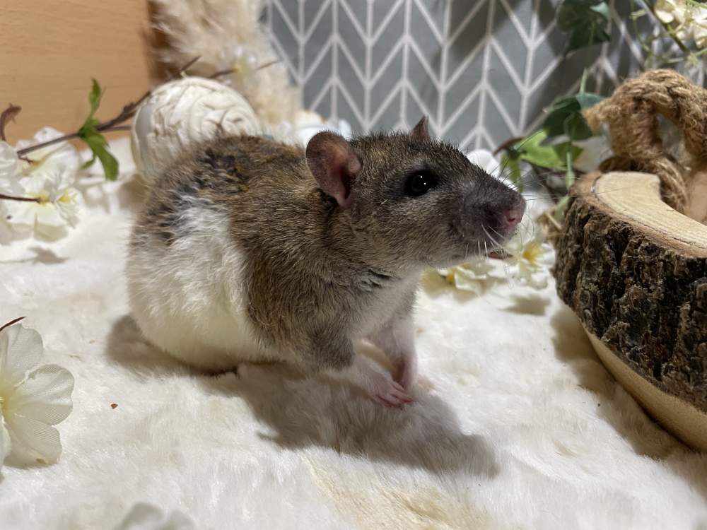 Fancy rat Pet only Rattus norvegicus 