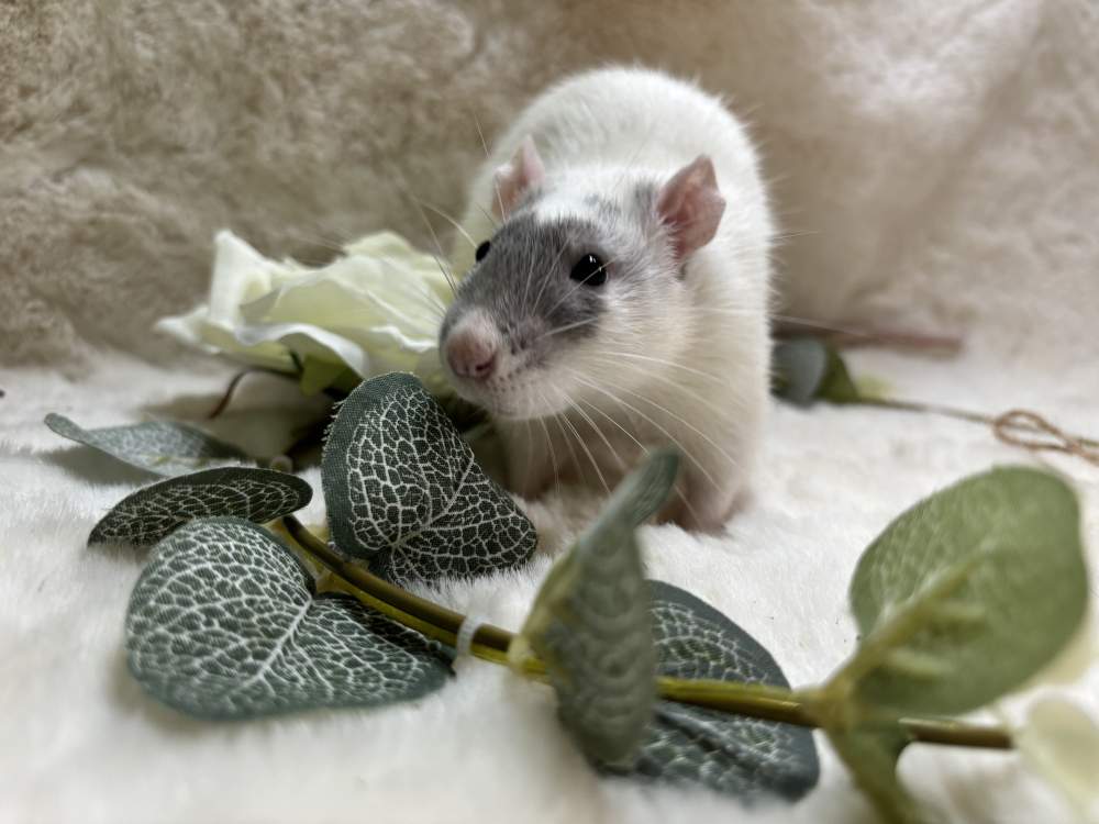 Fancy rat Breeder Rattus norvegicus 