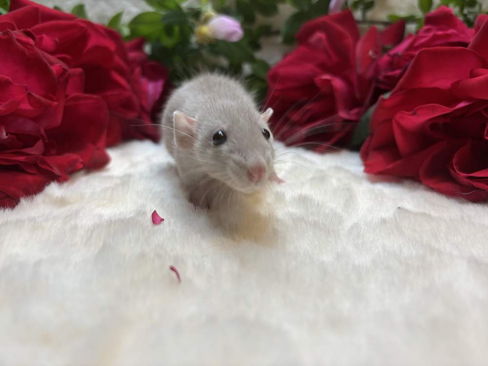 Fancy rat Available for rehoming Rattus norvegicus 