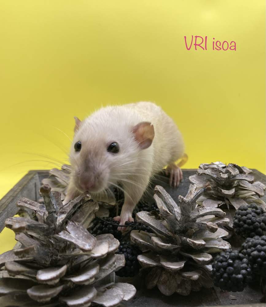 Fancy rat Deceased Rattus norvegicus 