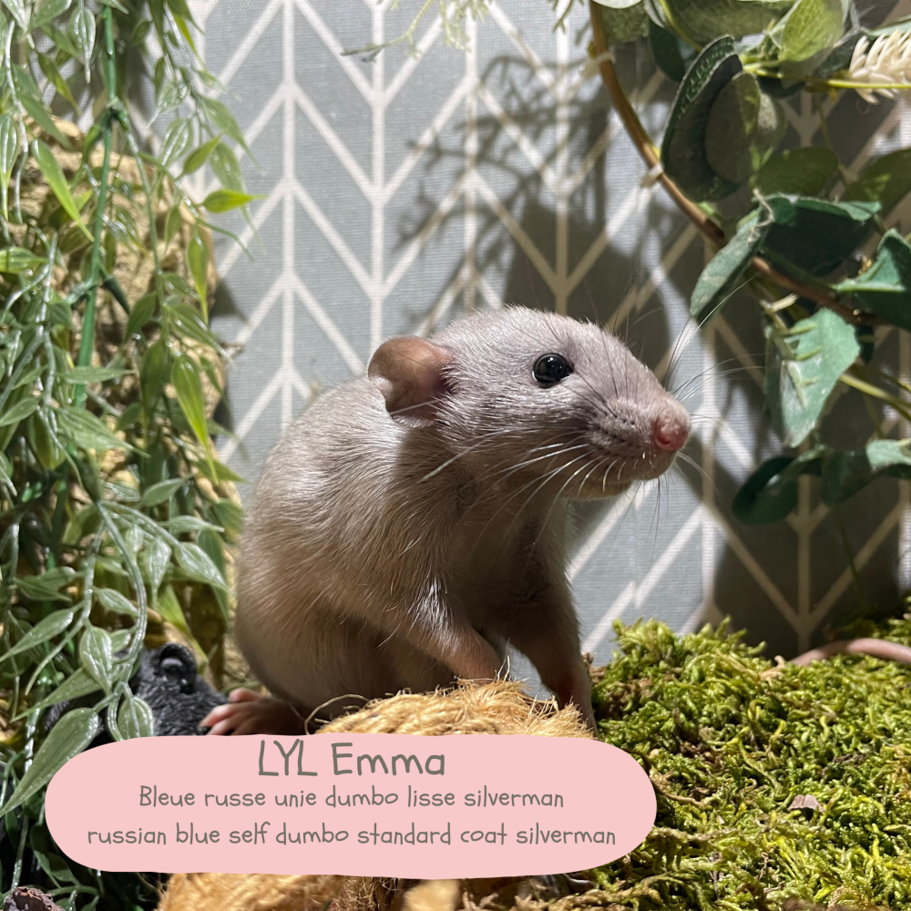 Fancy rat Available for rehoming Rattus norvegicus 