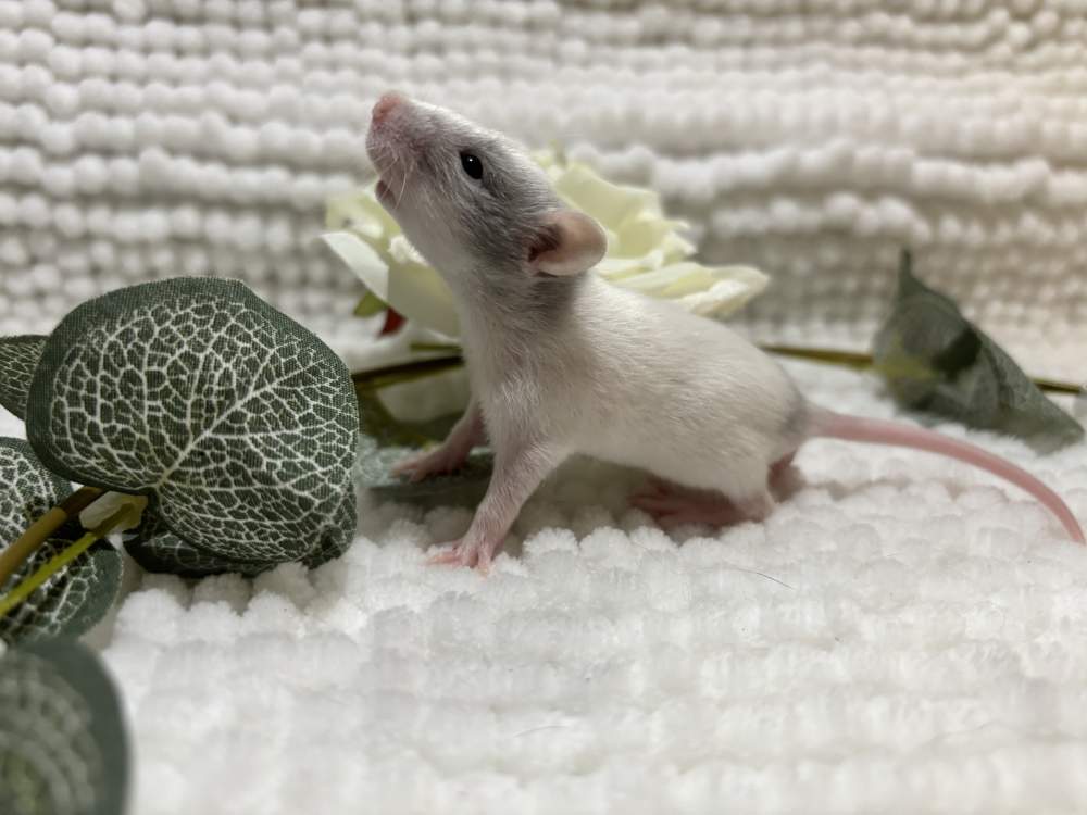 Fancy rat Pet only Rattus norvegicus 