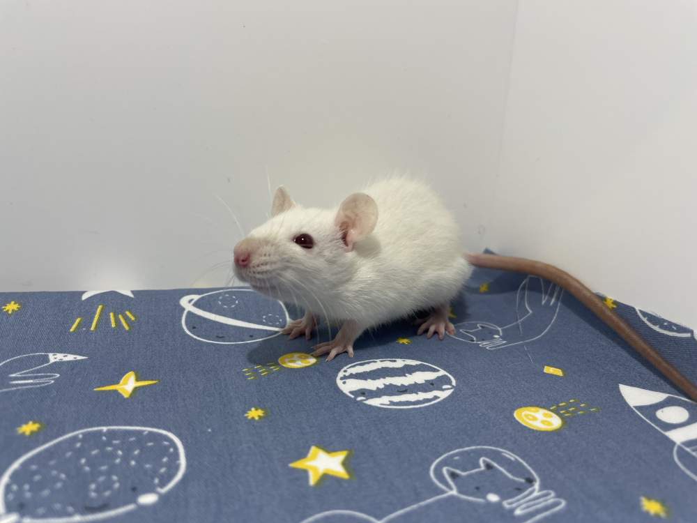 Fancy rat Breeder Rattus norvegicus 