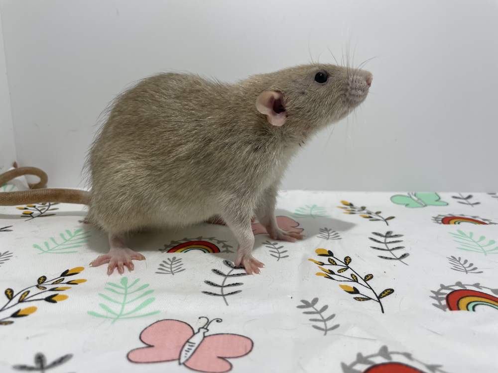 Fancy rat Breeder Rattus norvegicus 