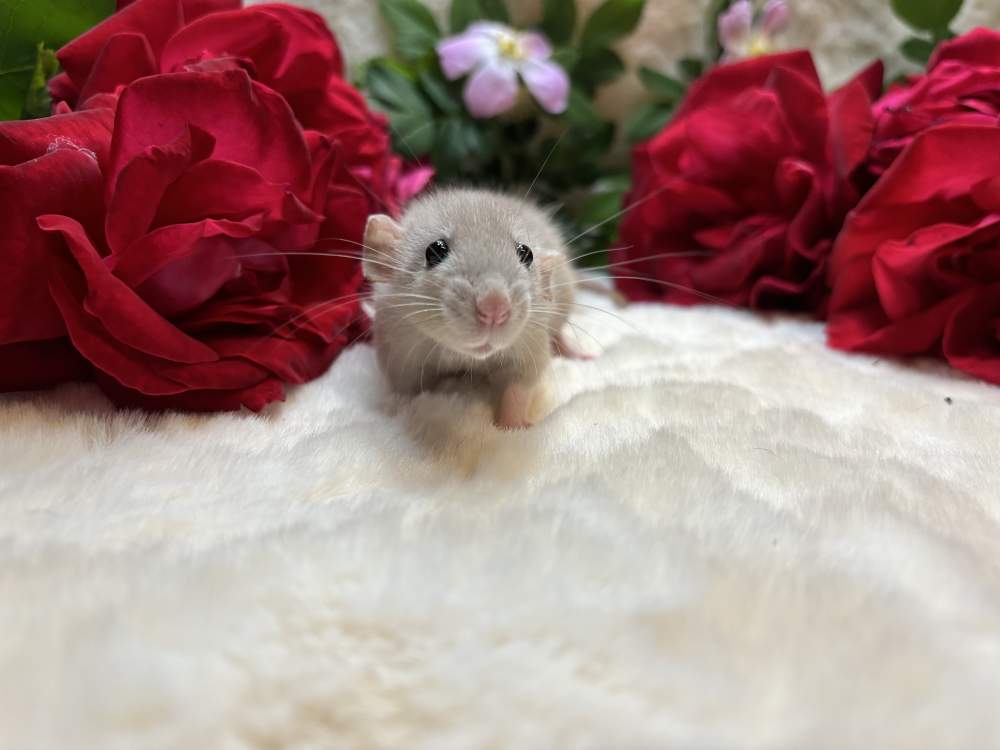 Fancy rat Available for rehoming Rattus norvegicus 