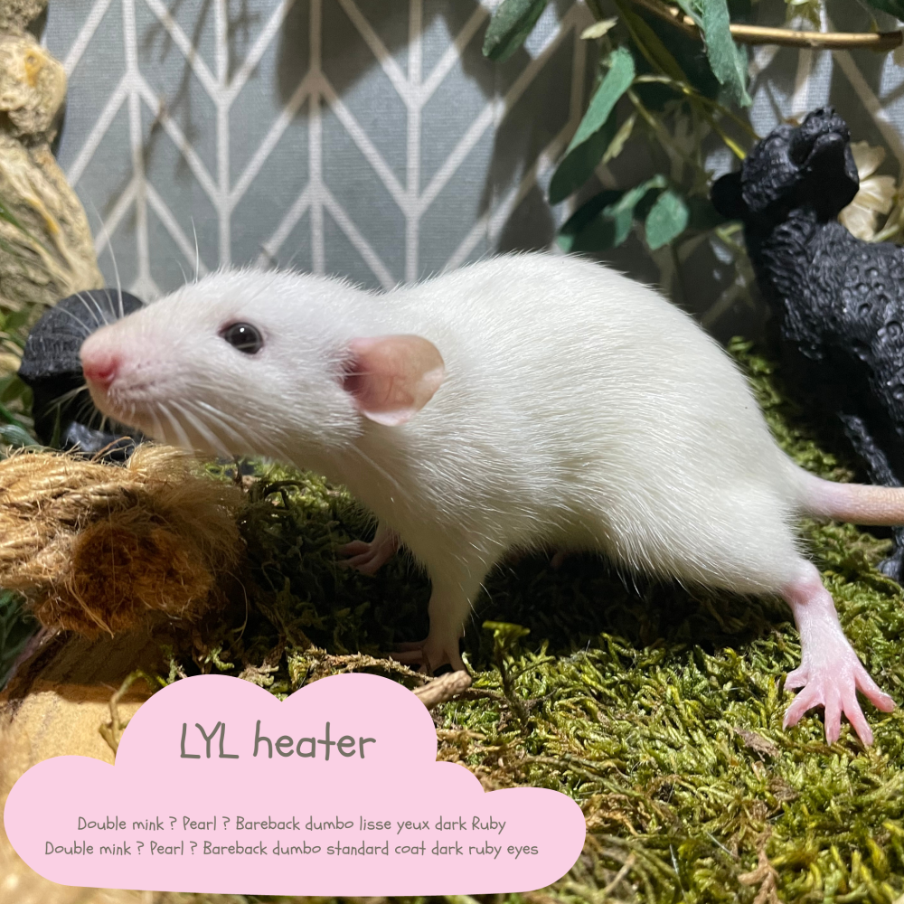 Fancy rat Breeder Rattus norvegicus 