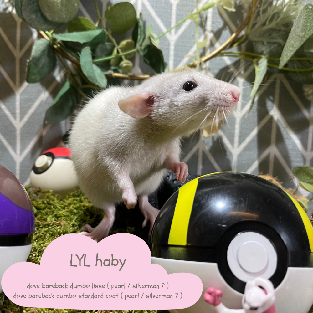 Fancy rat Wild (Observed) Rattus norvegicus 