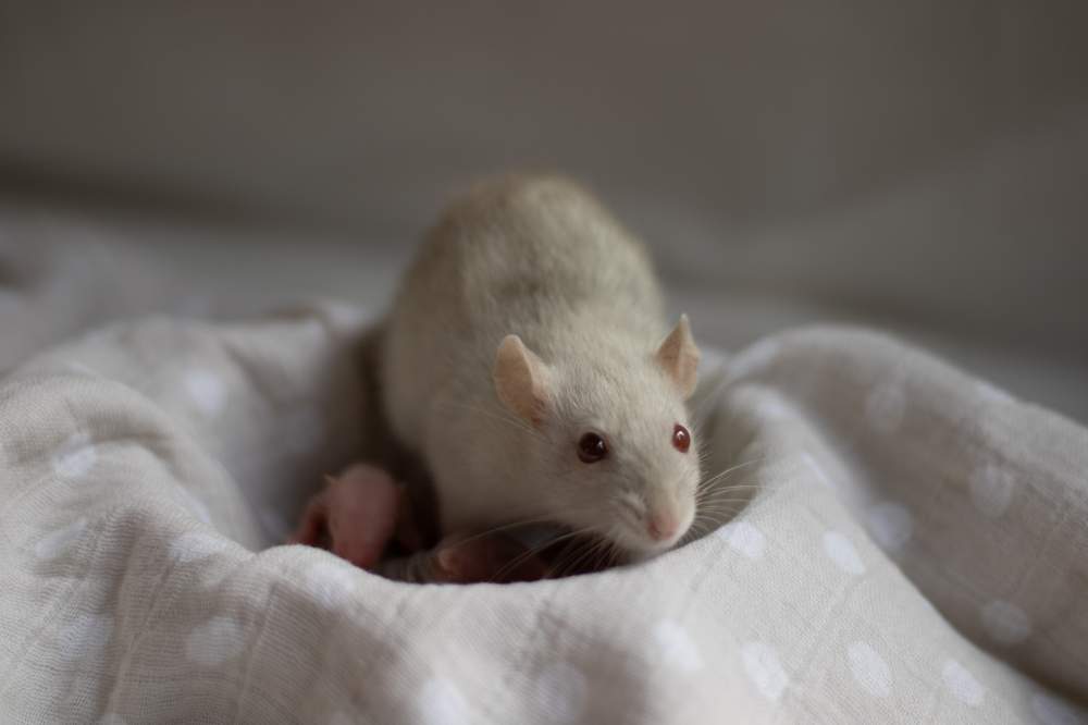 Fancy rat Retired Rattus norvegicus 