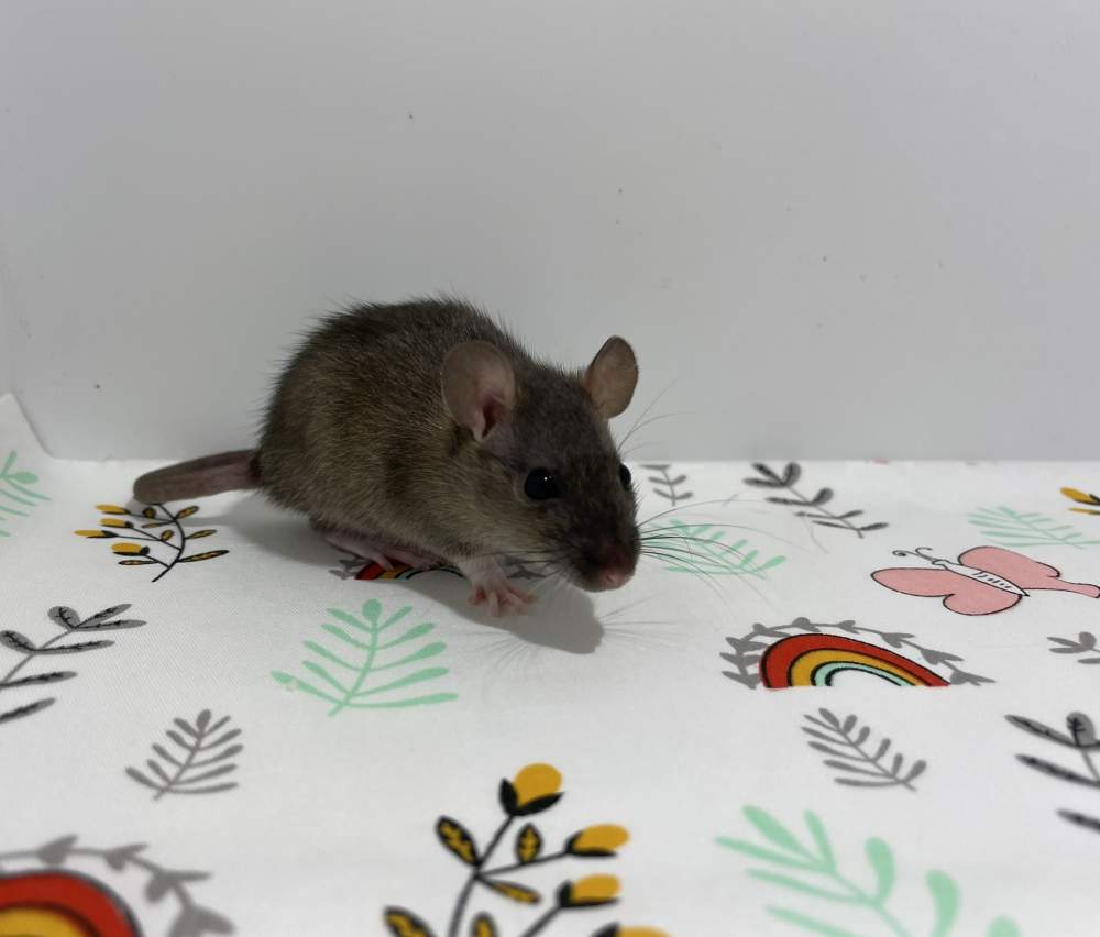 Fancy rat Breeder Rattus norvegicus 