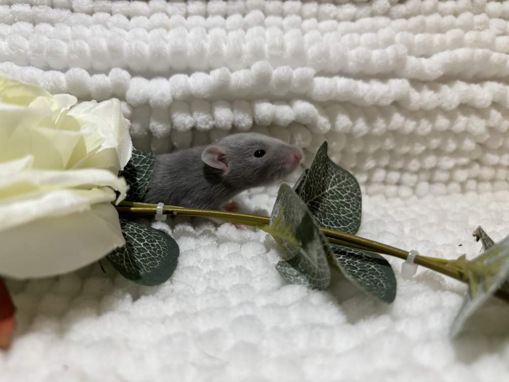 Fancy rat Pet only Rattus norvegicus 