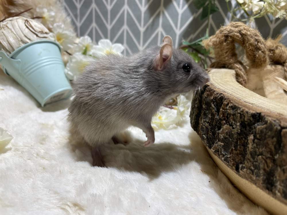 Fancy rat Breeder Rattus norvegicus 