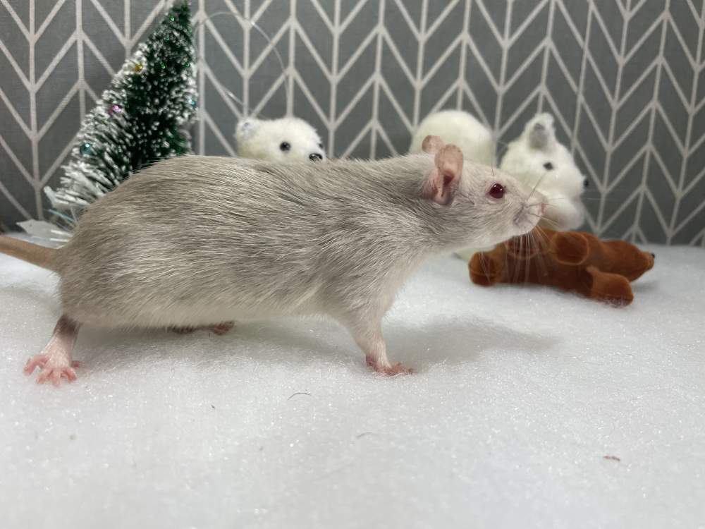 Fancy rat Pet only Rattus norvegicus 