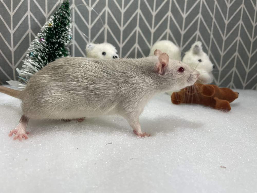 Fancy rat Available for rehoming Rattus norvegicus 