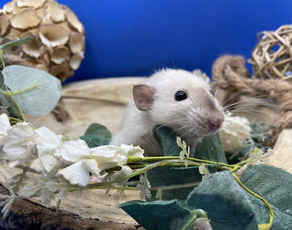 Fancy rat Deceased Rattus norvegicus 