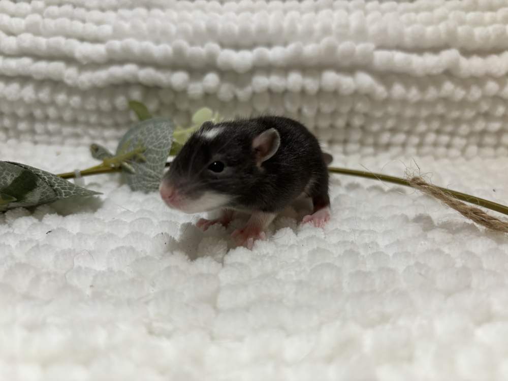 Fancy rat Pet only Rattus norvegicus 