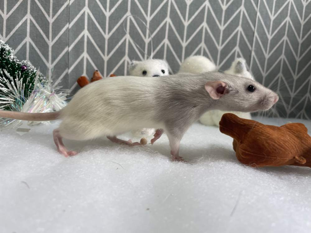 Fancy rat Pet only Rattus norvegicus 