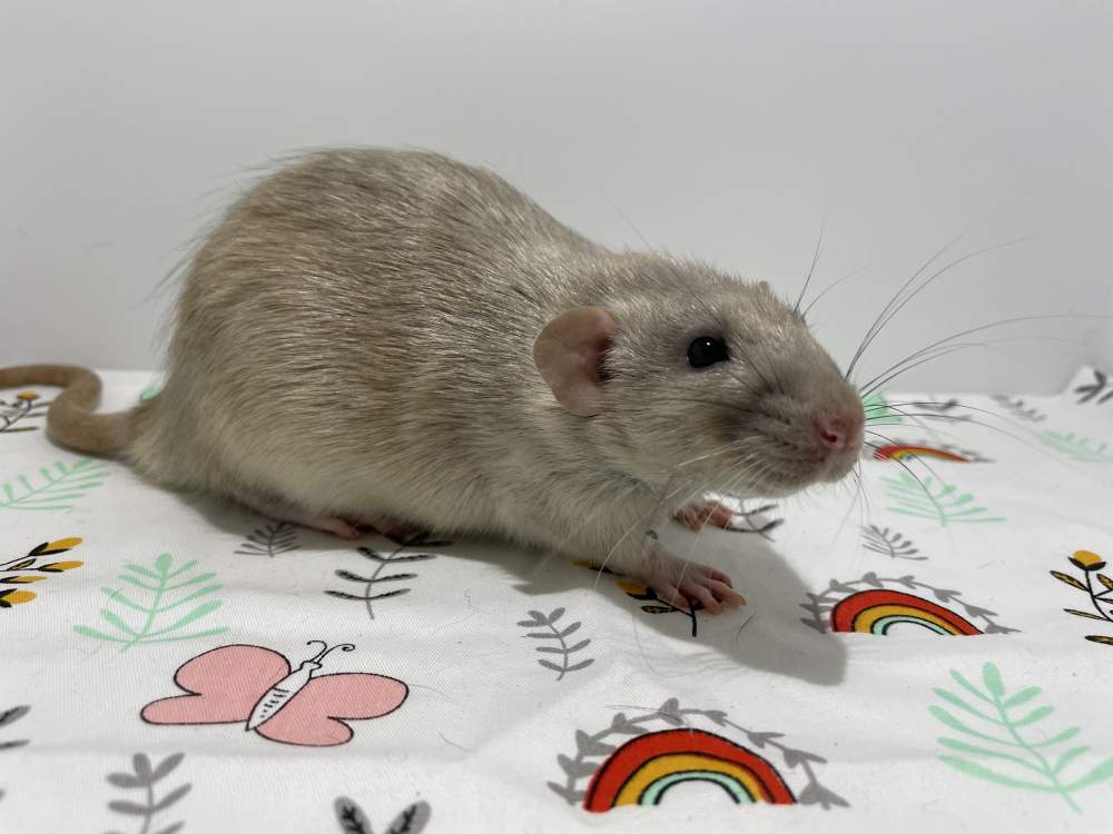 Fancy rat Breeder Rattus norvegicus 