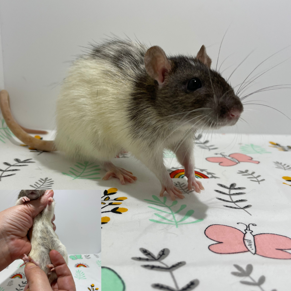 Fancy rat Breeder Rattus norvegicus 