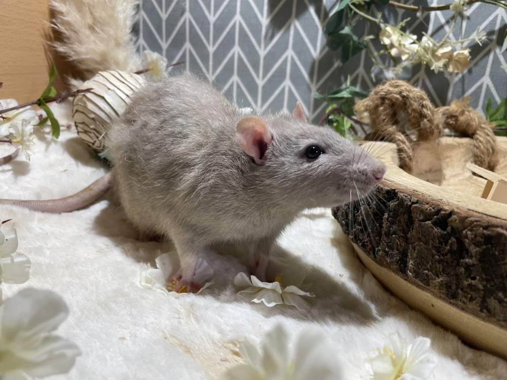 Fancy rat Deceased Rattus norvegicus 