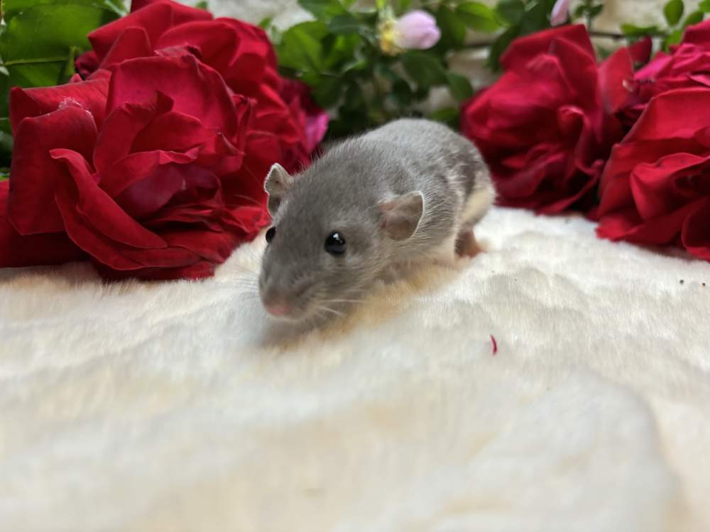 Fancy rat Available for rehoming Rattus norvegicus 