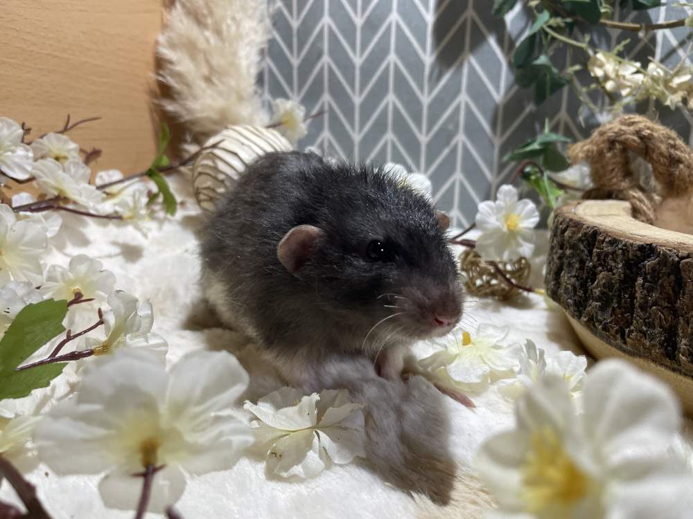 Fancy rat Deceased Rattus norvegicus 