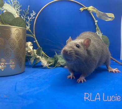 Fancy rat Deceased Rattus norvegicus 