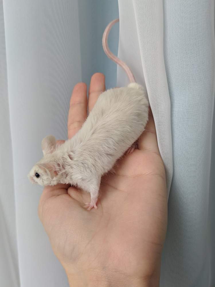 Fancy mouse Breeder Mus musculus 
