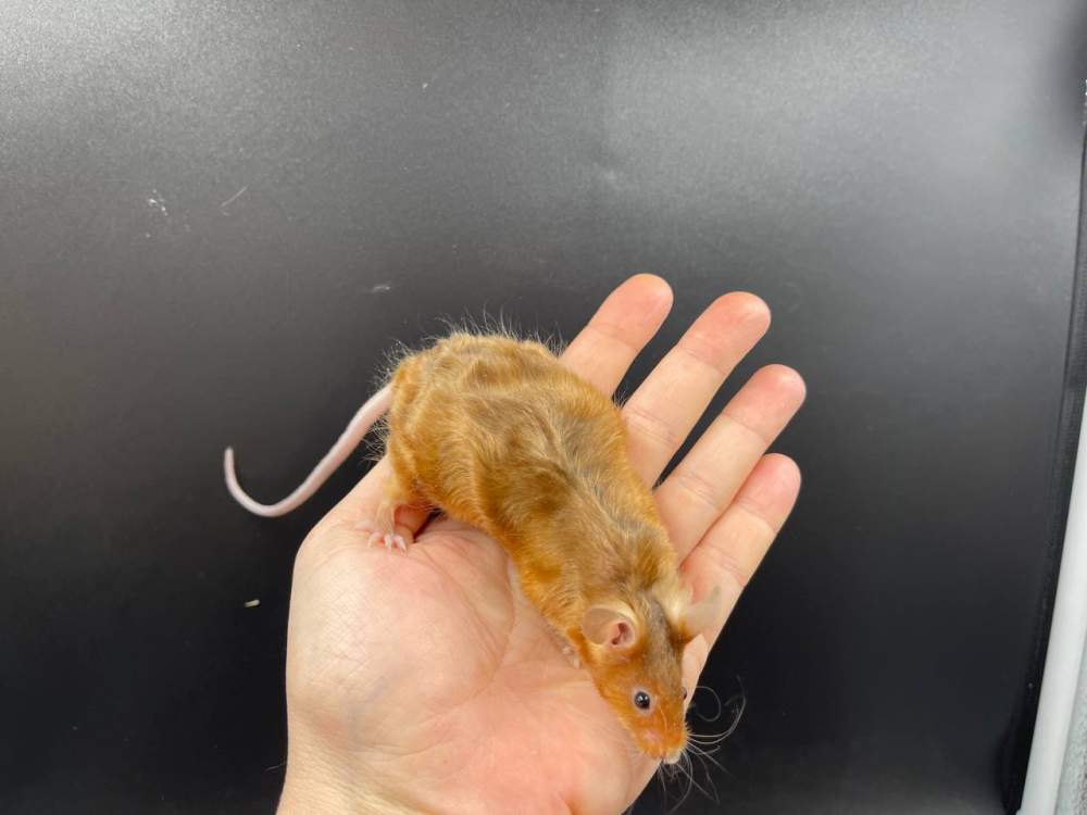 Fancy mouse Pet only Mus musculus 