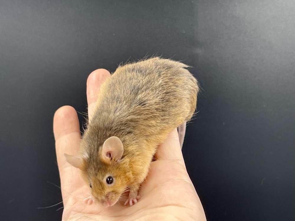 Fancy mouse Pet only Mus musculus 