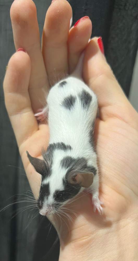 Fancy mouse Breeder Mus musculus 
